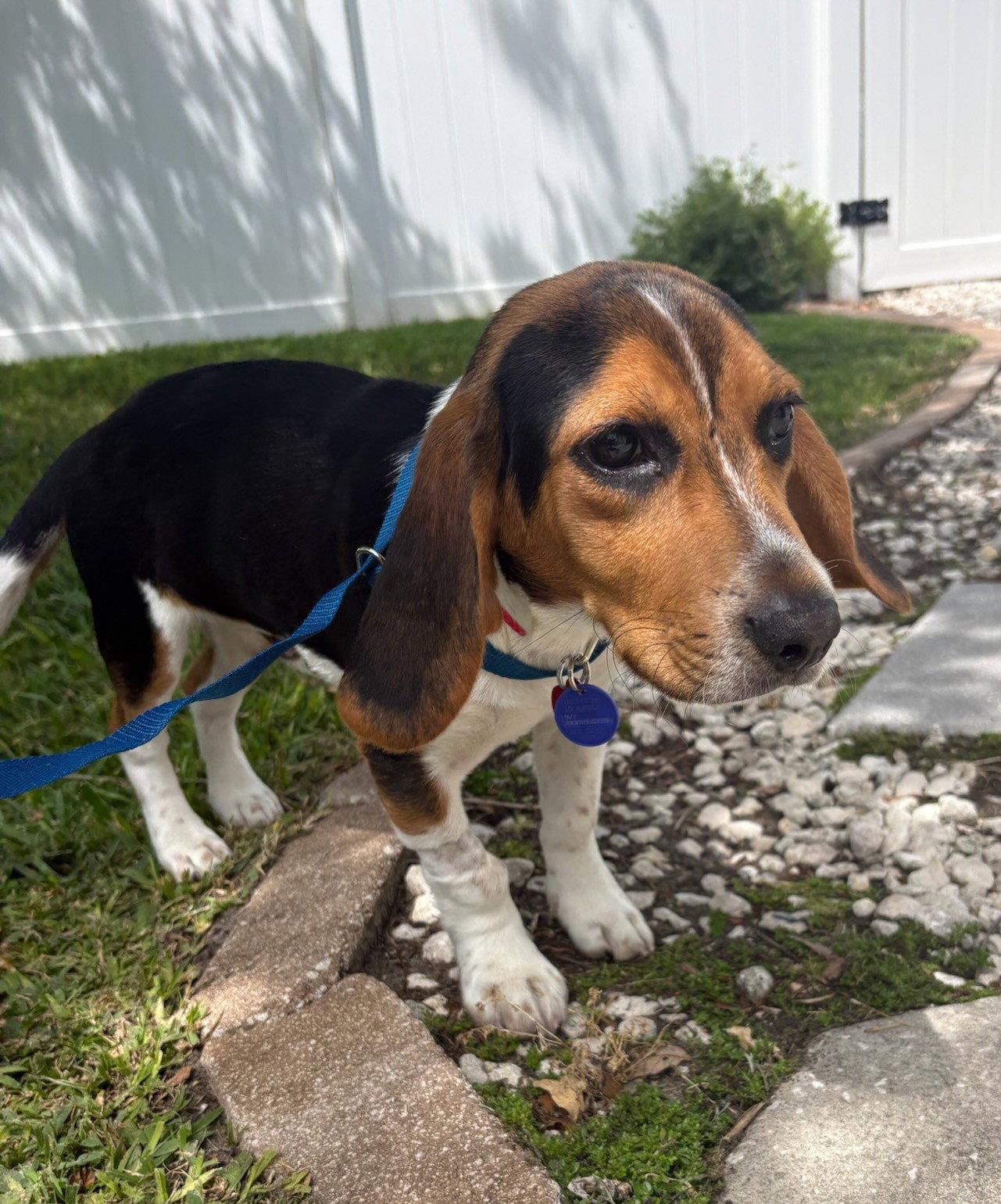 Coot, Adopted, Puppy Male Beagle.