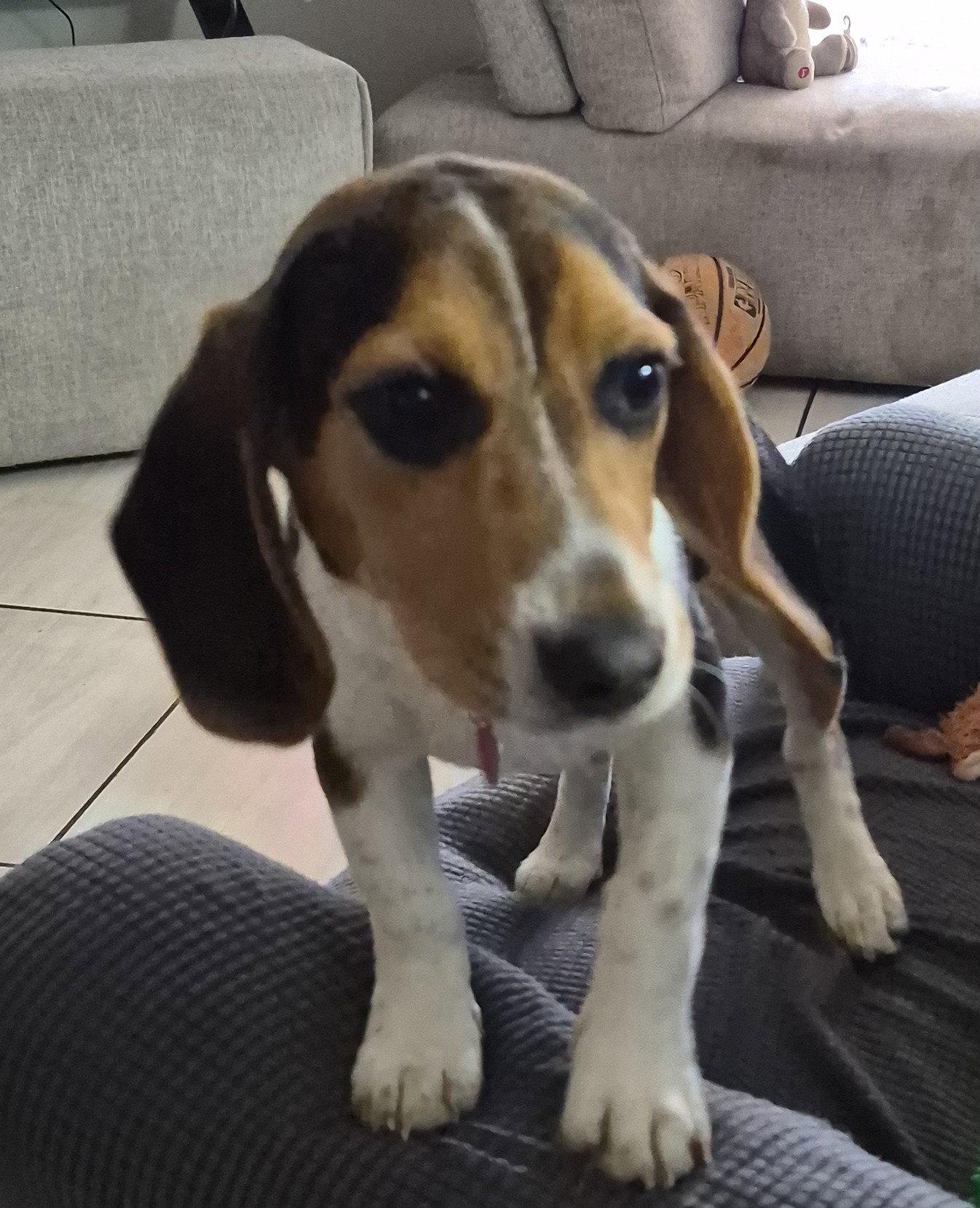 Coot, a Adopted Beagle in Dunnellon, FL image 2/3