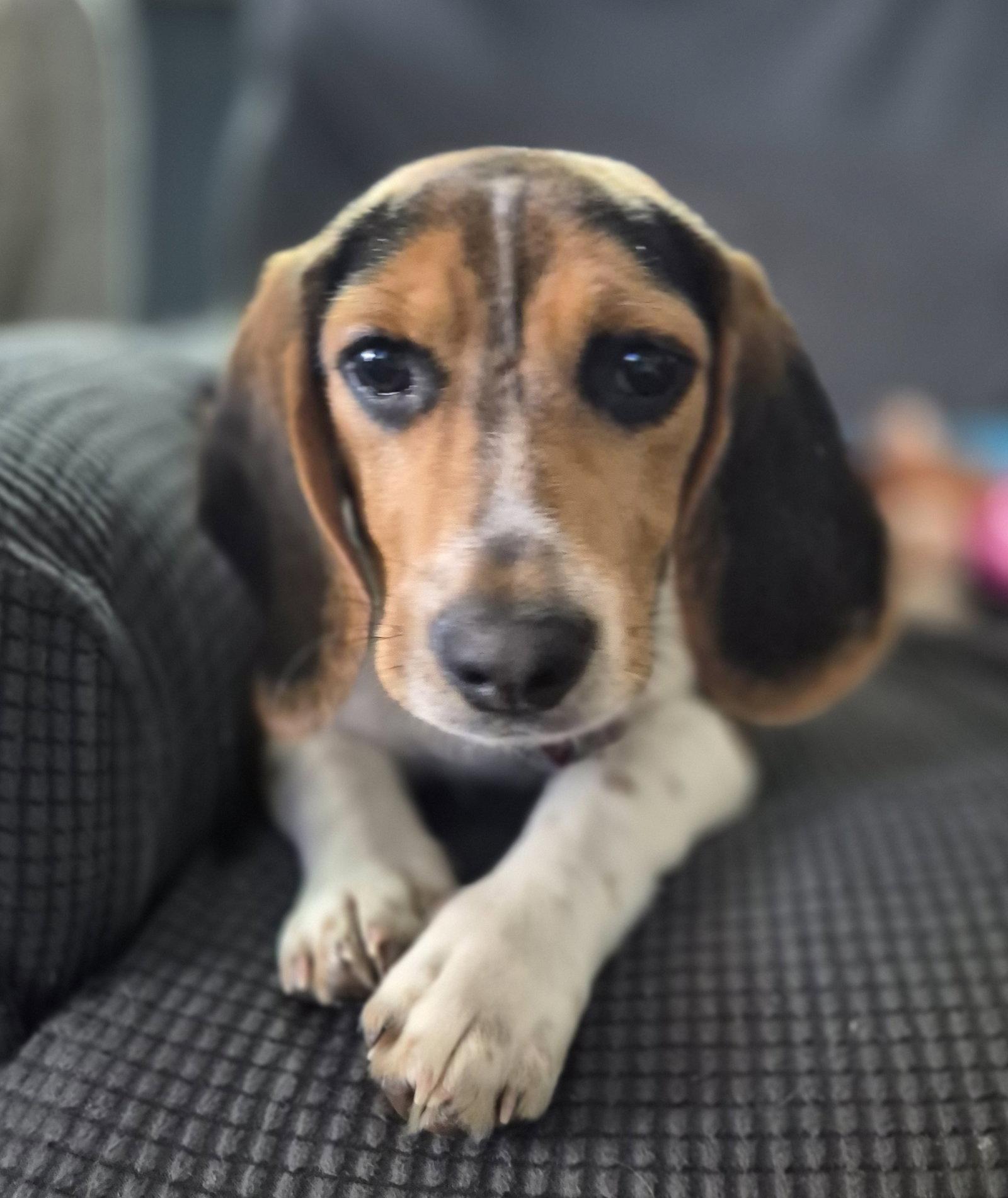 Coot, a Adopted Beagle in Dunnellon, FL image 3/3