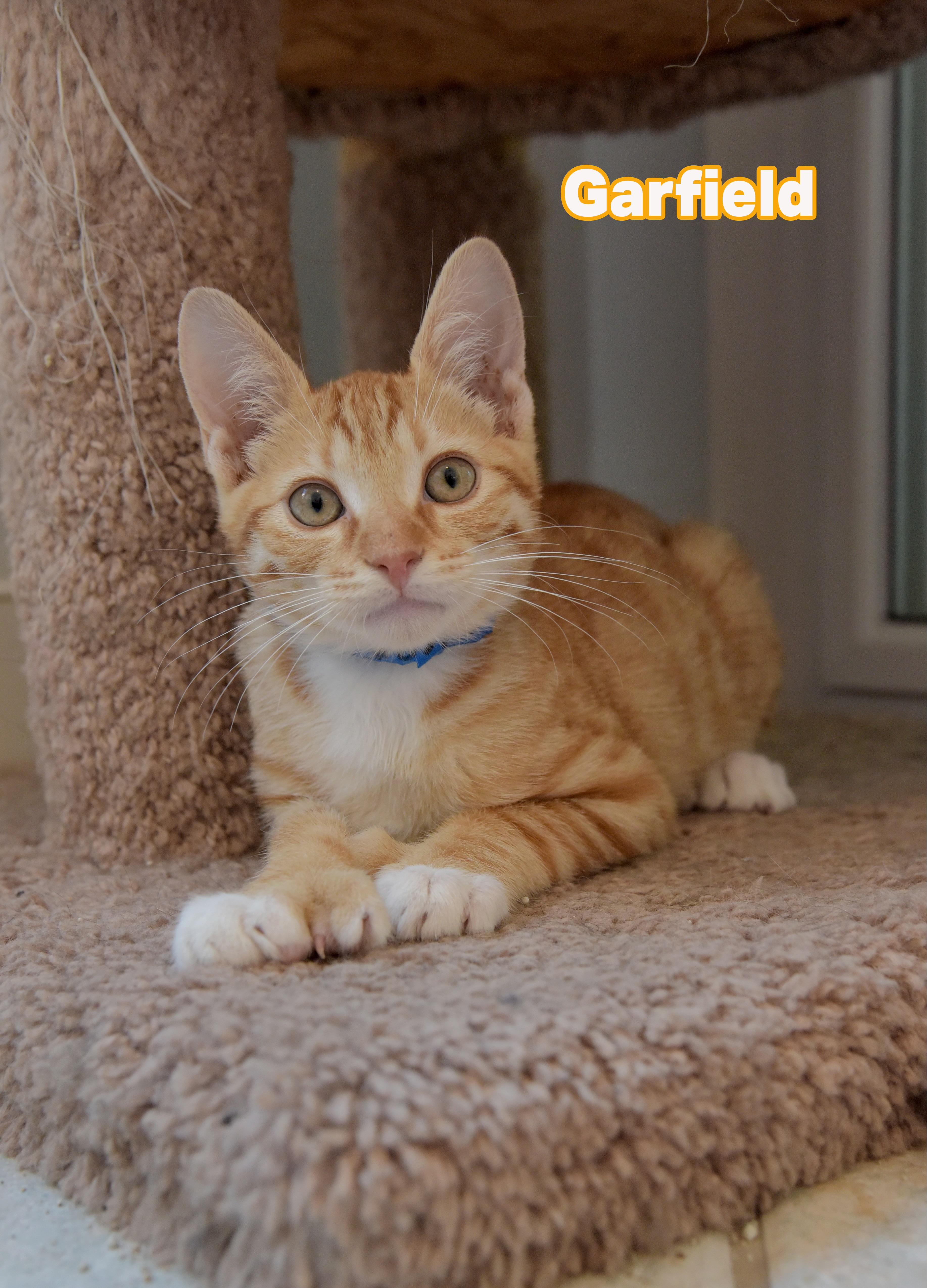 Garfield, ADOPTABLE, Kitten Male Domestic Short Hair.