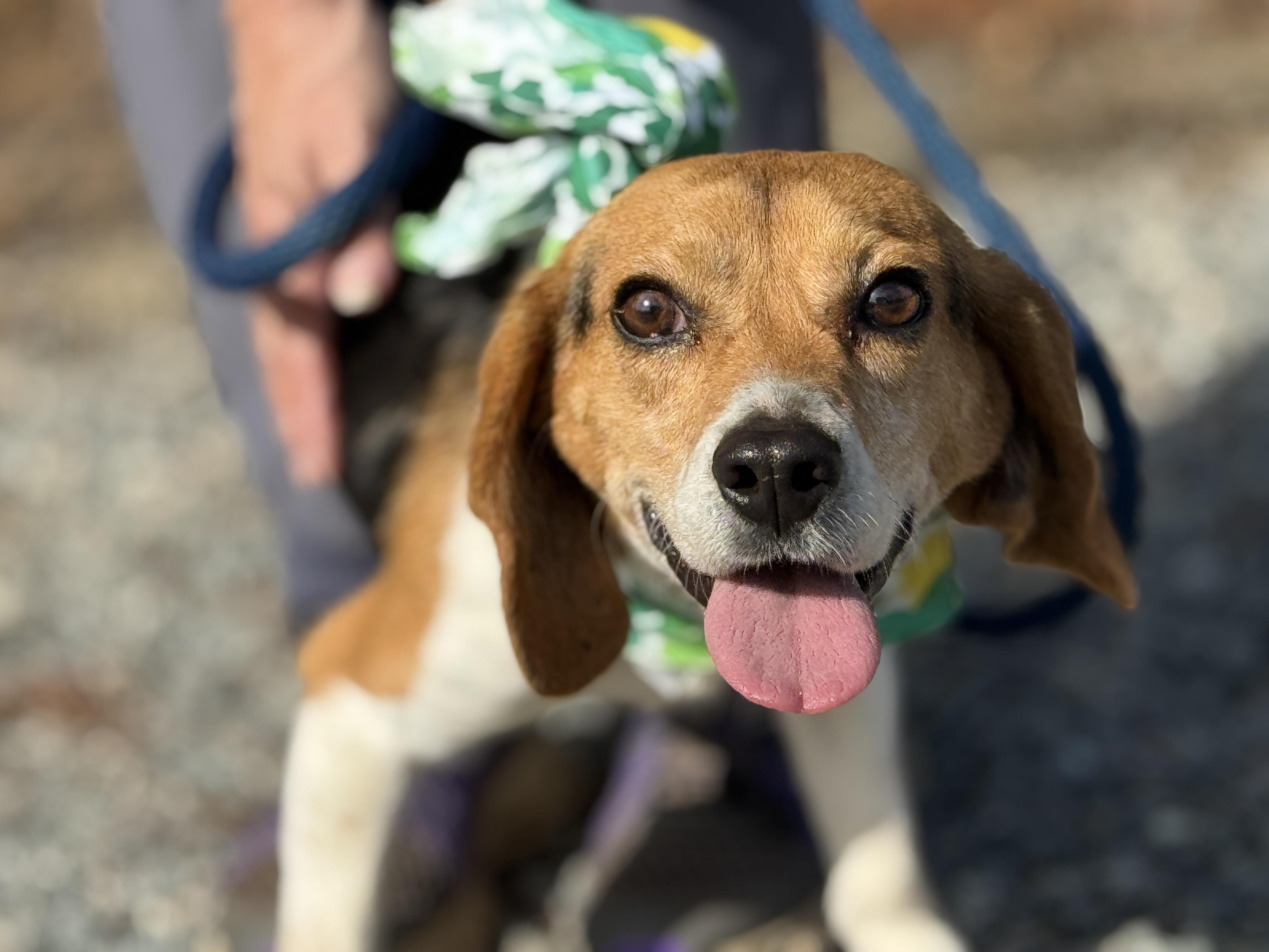 Rocket, ADOPTABLE, Adult Male Beagle.