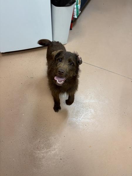 Sid, Adoptable, Puppy Male Wirehaired Pointing Griffon & Standard Poodle.