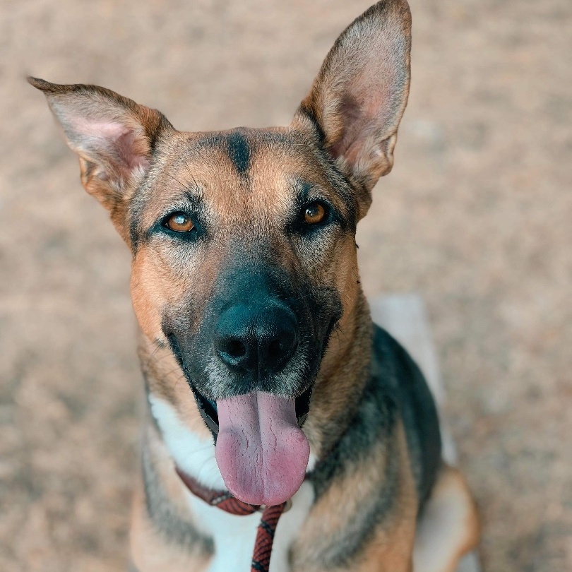 Enlarge *Harvest, a Adoptable mixed breed in Justin, TX image 3/3