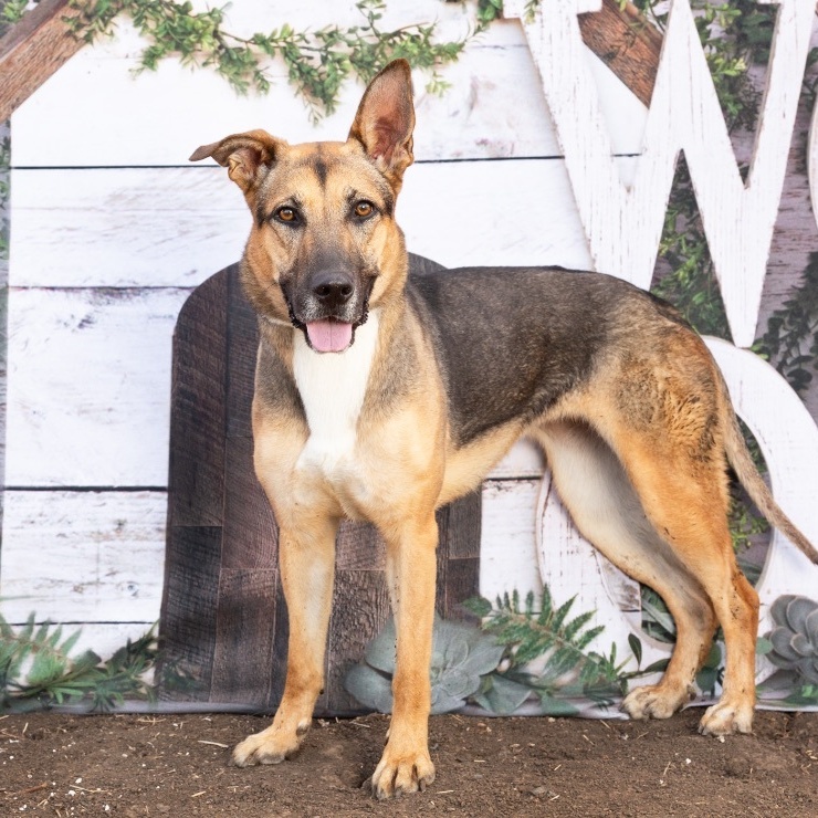 Enlarge *Harvest, a Adoptable mixed breed in Justin, TX image 1/3
