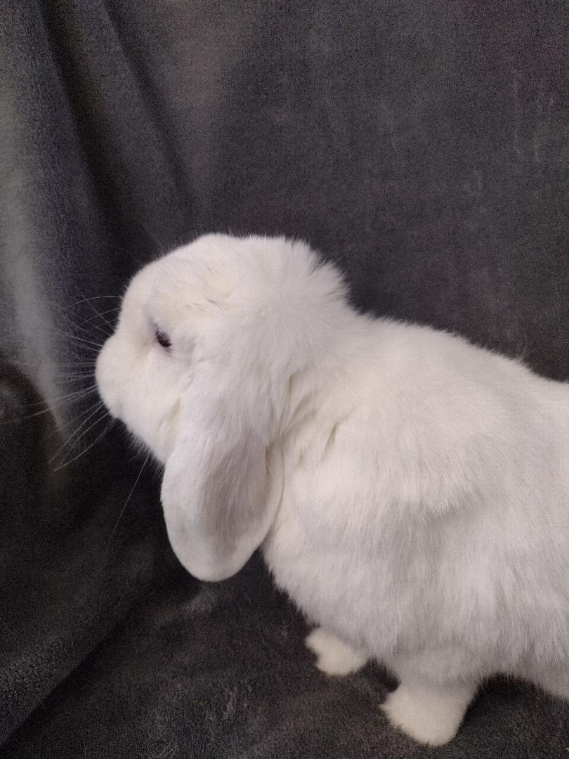 Enlarge Matvey-TEETH, a Adoptable Lop Eared in Plymouth, MI image 3/3