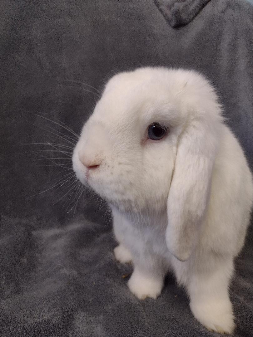 Enlarge Matvey-TEETH, a Adoptable Lop Eared in Plymouth, MI image 1/3