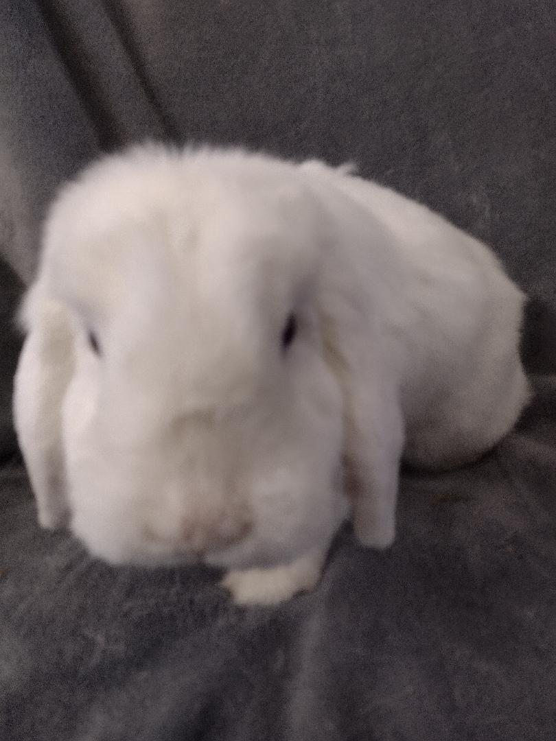 Enlarge Matvey-TEETH, a Adoptable Lop Eared in Plymouth, MI image 2/3