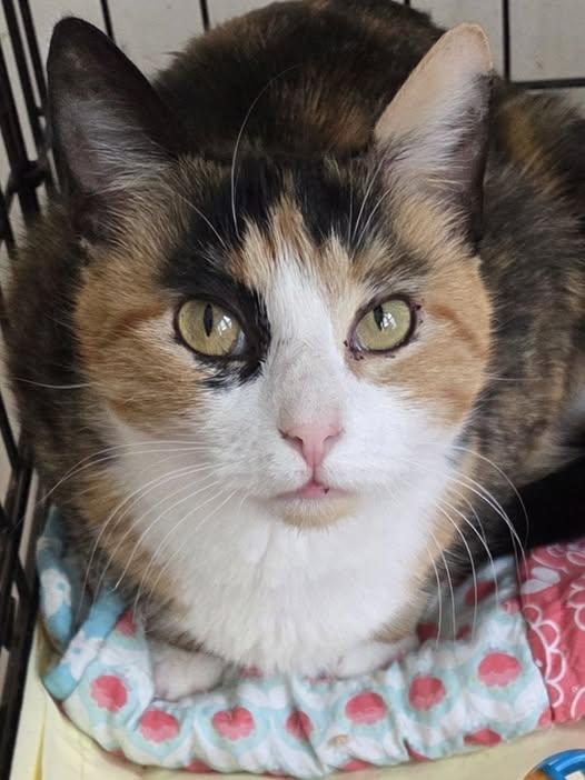 Enlarge Harper , a ADOPTABLE Calico in Ocean City, NJ image 1/1