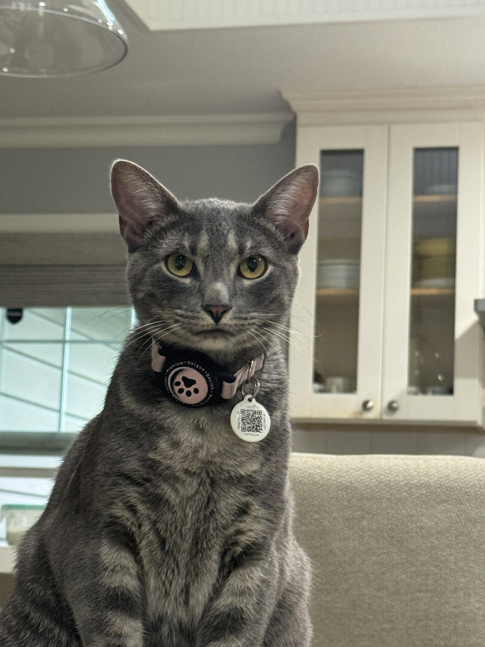 maeve, Adoptable, Adult Female Domestic Short Hair.