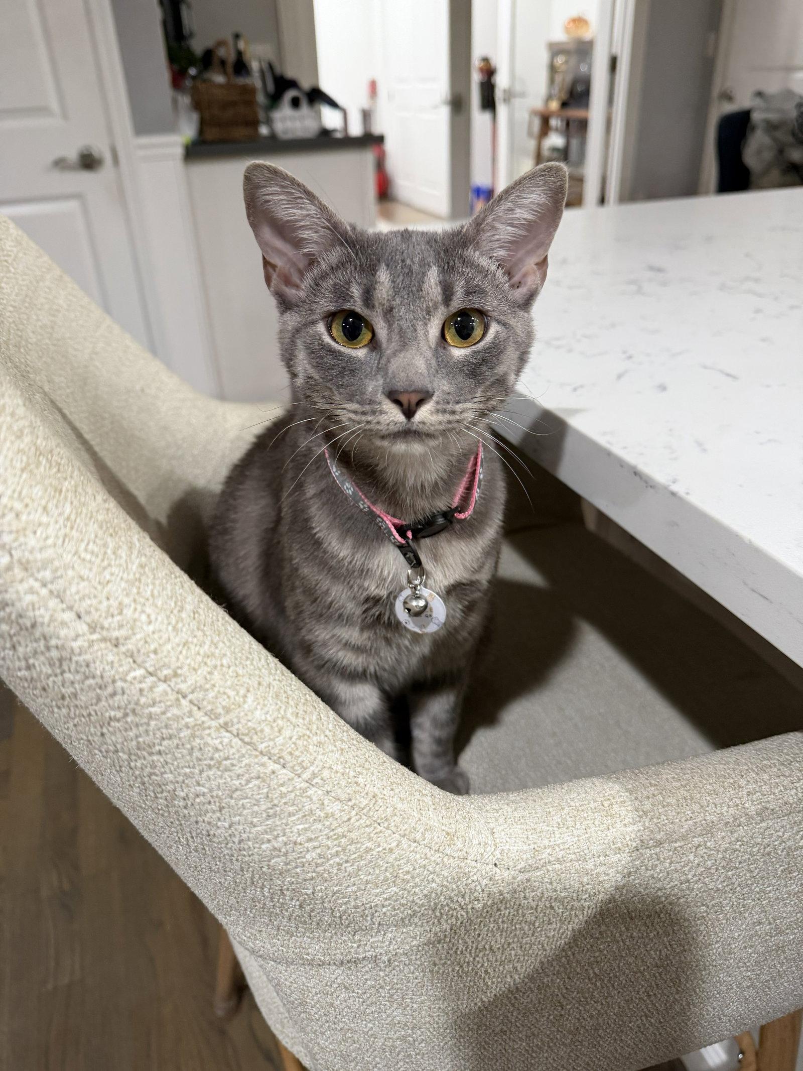 Enlarge maeve, a Adoptable Domestic Short Hair in San Jose, CA image 2/2