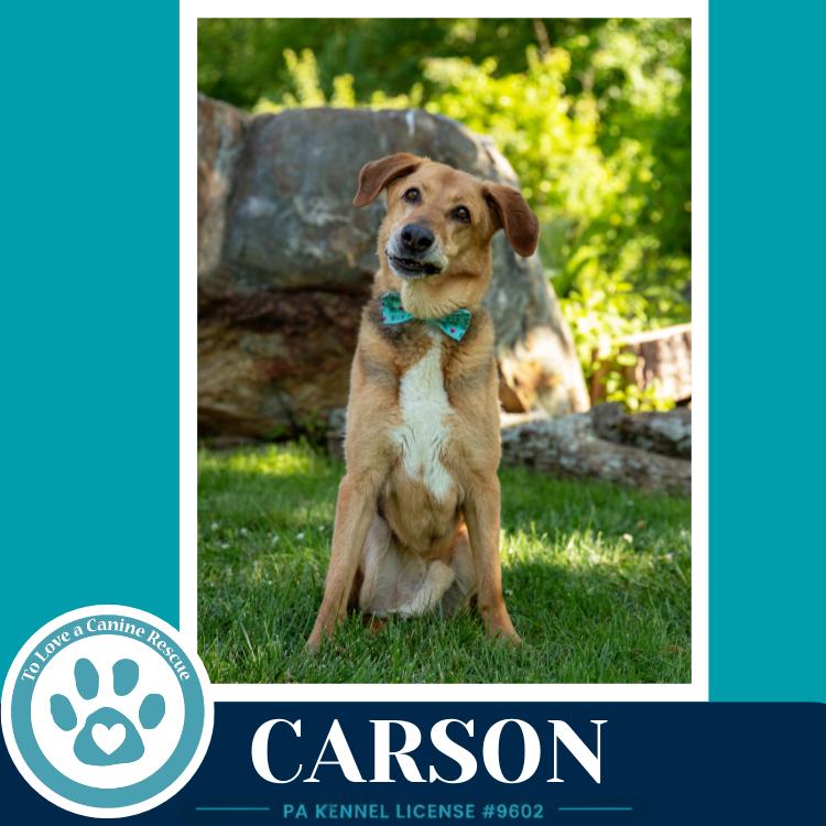 Carson FKA Bozo, Adoptable, Senior Male Shepherd.