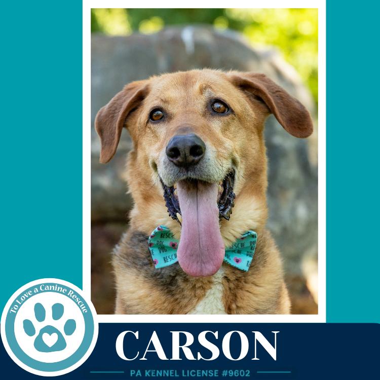 Carson FKA Bozo, a Adoptable Shepherd in Kimberton, PA image 2/6
