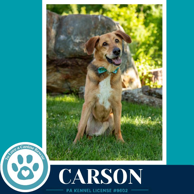 Carson FKA Bozo, a Adoptable Shepherd in Kimberton, PA image 3/6