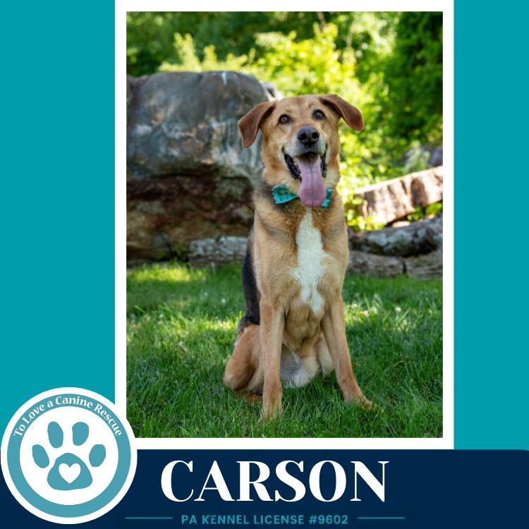 Carson FKA Bozo, a Adoptable Shepherd in Kimberton, PA image 4/6