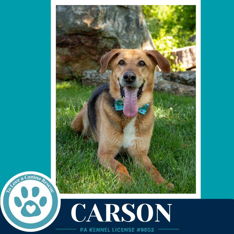 Carson FKA Bozo, a Adoptable Shepherd in Kimberton, PA image 5/6