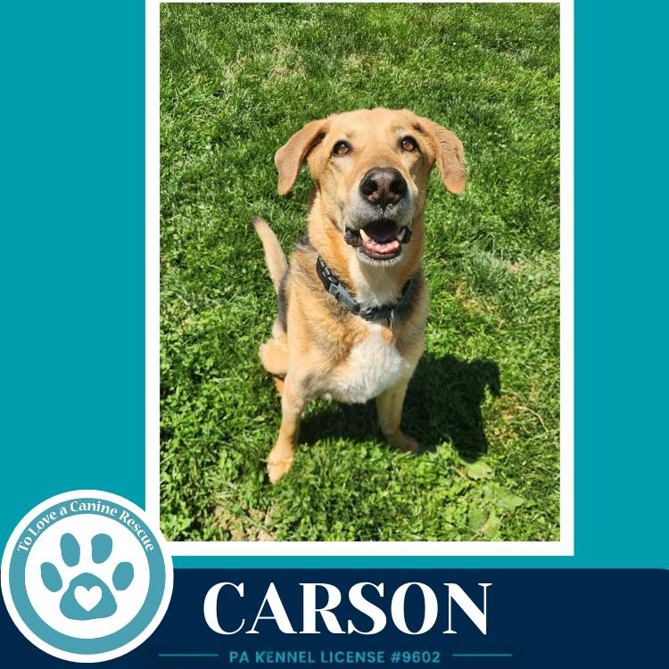 Carson FKA Bozo, a Adoptable Shepherd in Kimberton, PA image 6/6