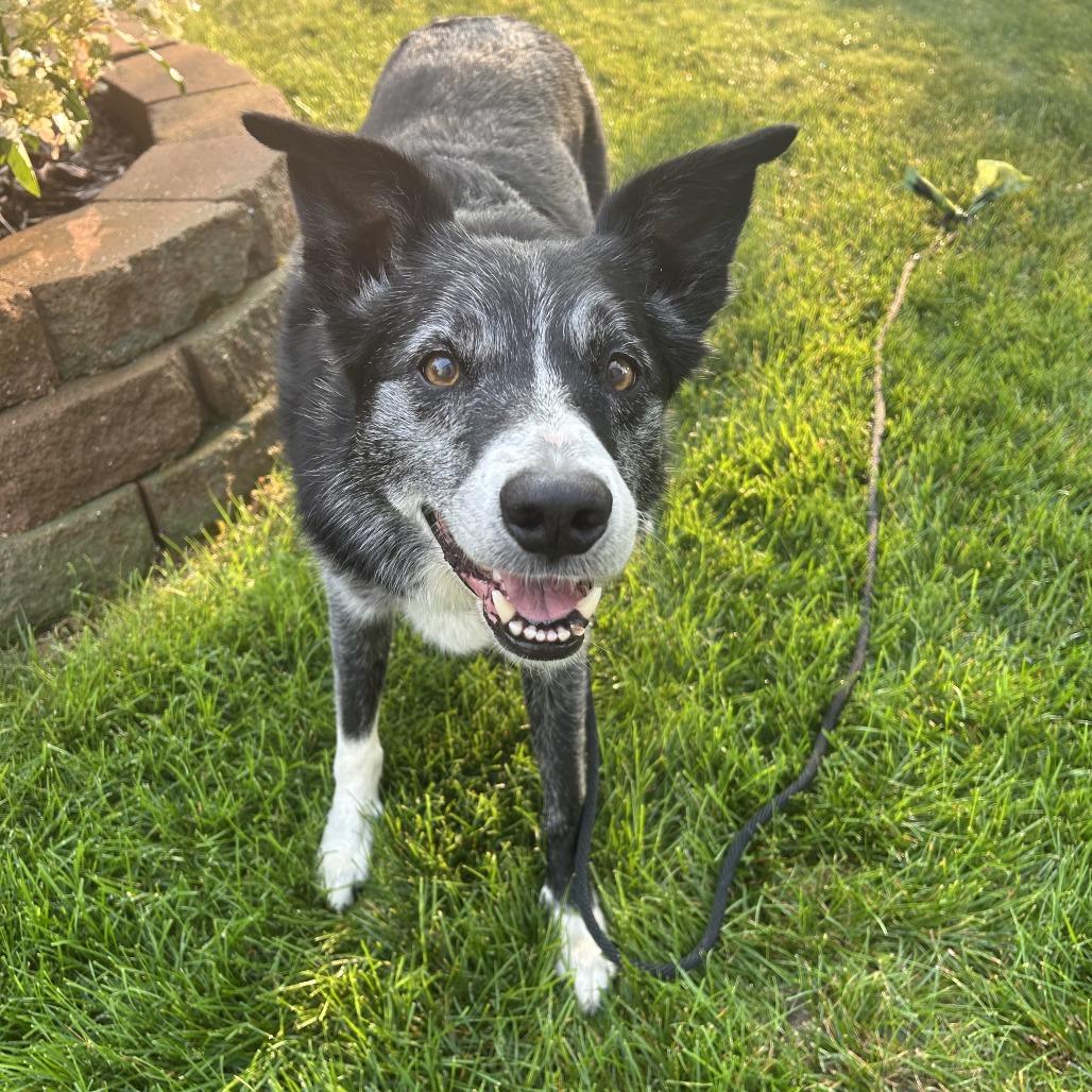 Negan, Adoptable, Senior Male Border Collie.