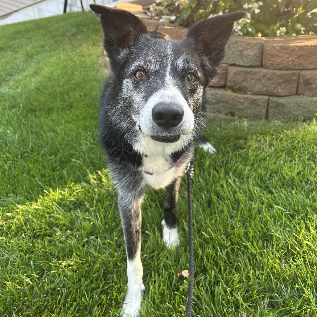 Negan, a Adoptable Border Collie in Saint Cloud, MN image 2/6