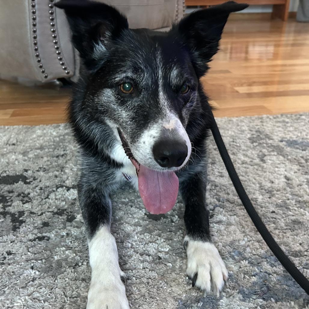 Negan, a Adoptable Border Collie in Saint Cloud, MN image 3/6