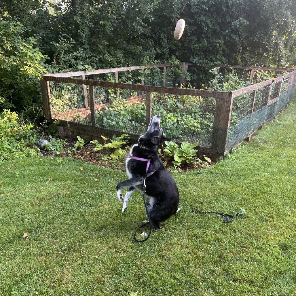 Negan, a Adoptable Border Collie in Saint Cloud, MN image 4/6