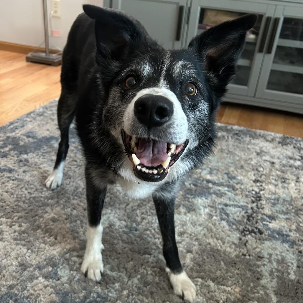 Negan, a Adoptable Border Collie in Saint Cloud, MN image 5/6