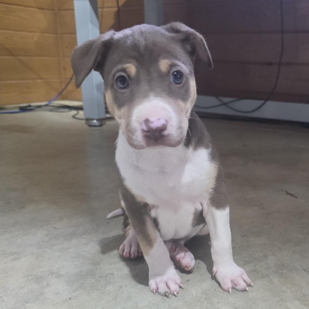 Enlarge Cranberry (in PA), a Adoptable Mixed Breed in Huntsville, AL image 2/5