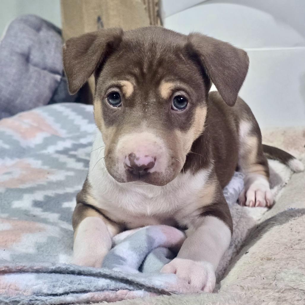 Enlarge Cranberry (in PA), a Adoptable Mixed Breed in Huntsville, AL image 3/5