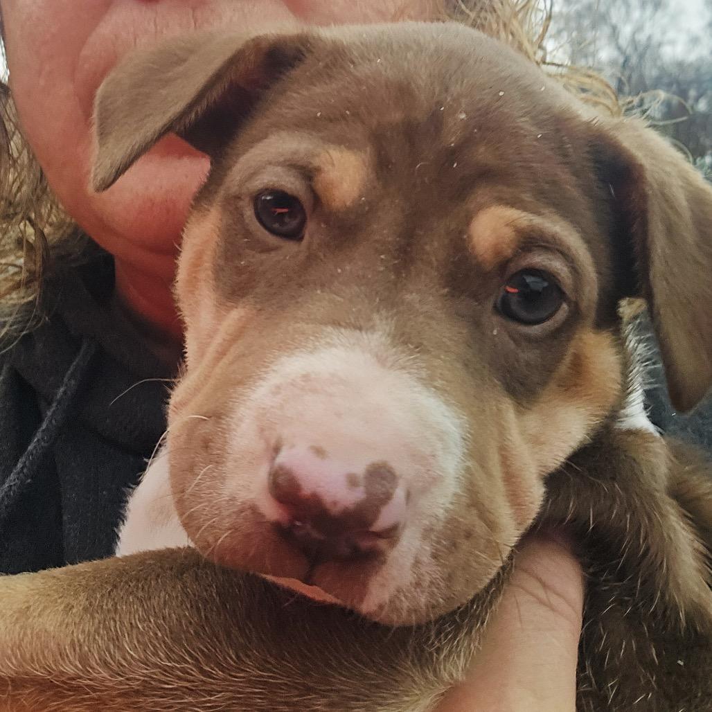 Enlarge Cranberry (in PA), a Adoptable Mixed Breed in Huntsville, AL image 4/5