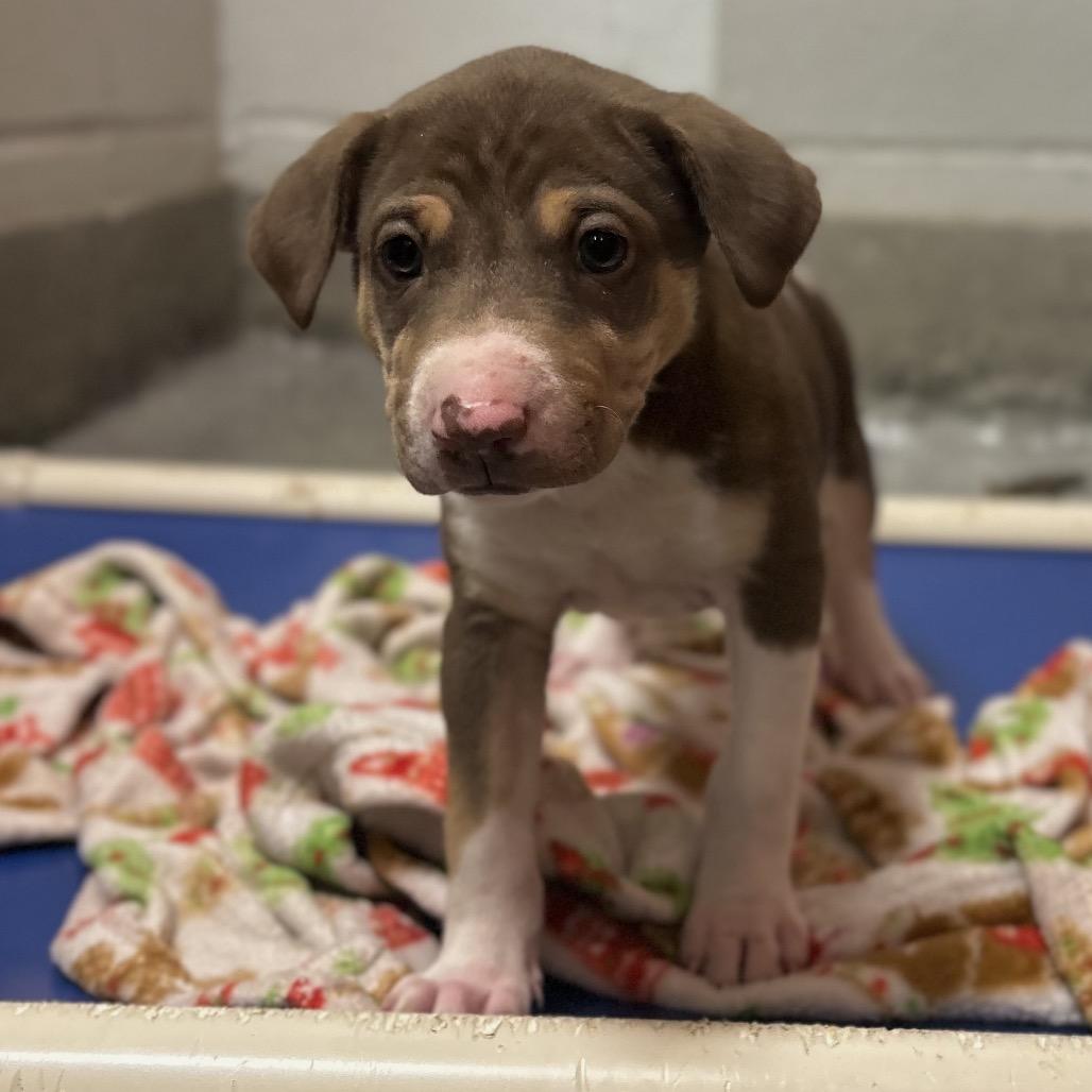 Enlarge Cranberry (in PA), a Adoptable Mixed Breed in Huntsville, AL image 5/5