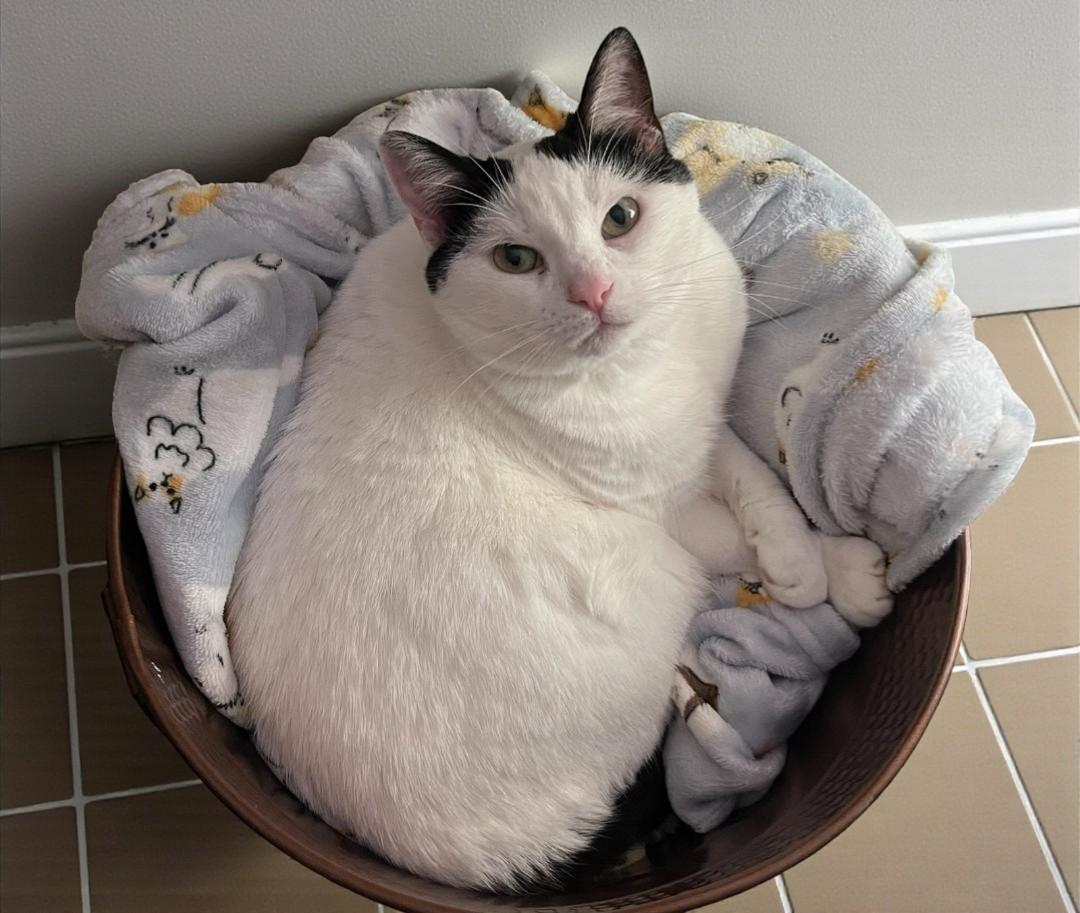 Enlarge Lulu , a Adoptable Tuxedo in Hillsboro, TX image 6/6