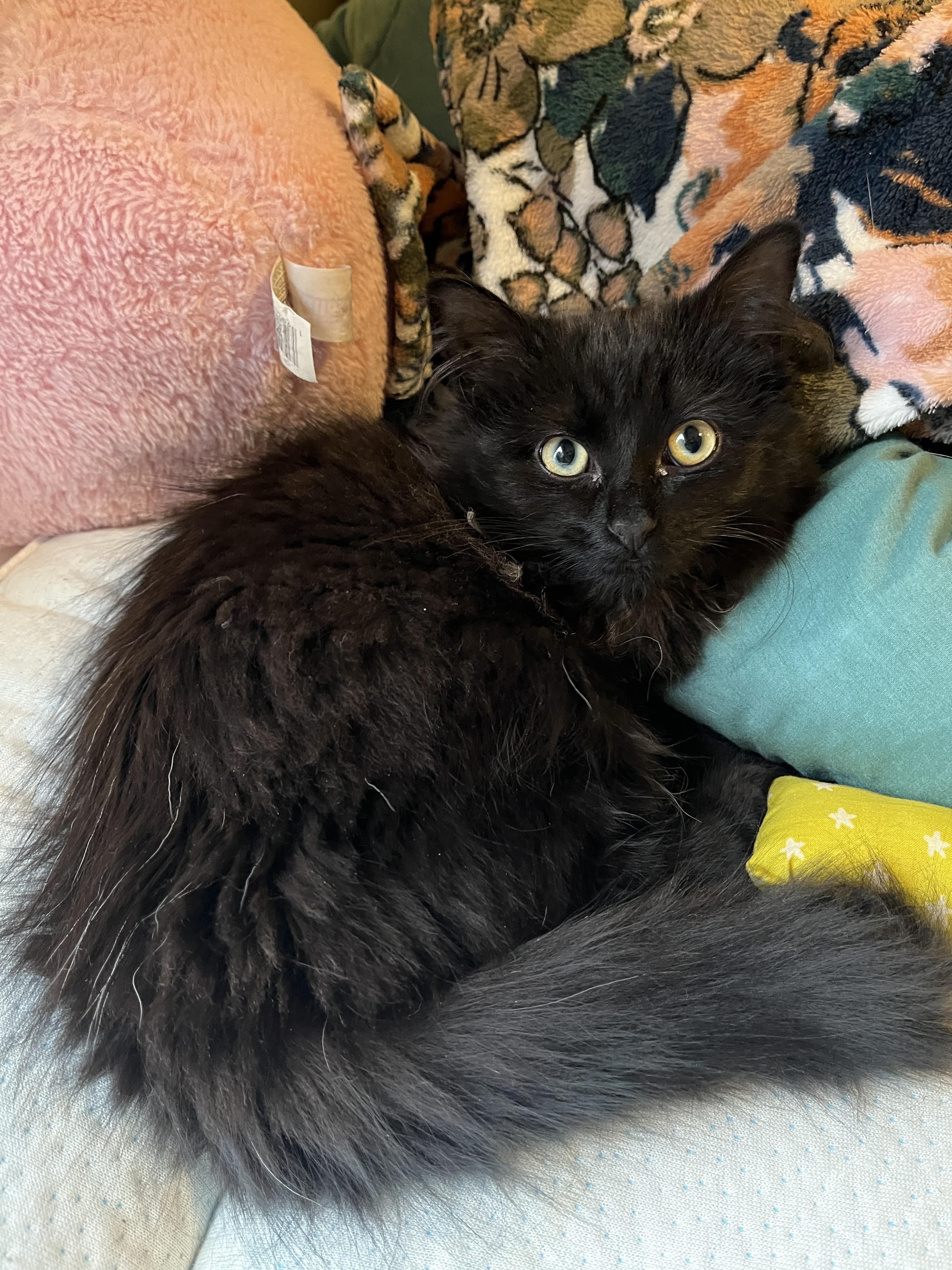 Enlarge Anora, a ADOPTABLE mixed breed in Columbus, OH image 5/6