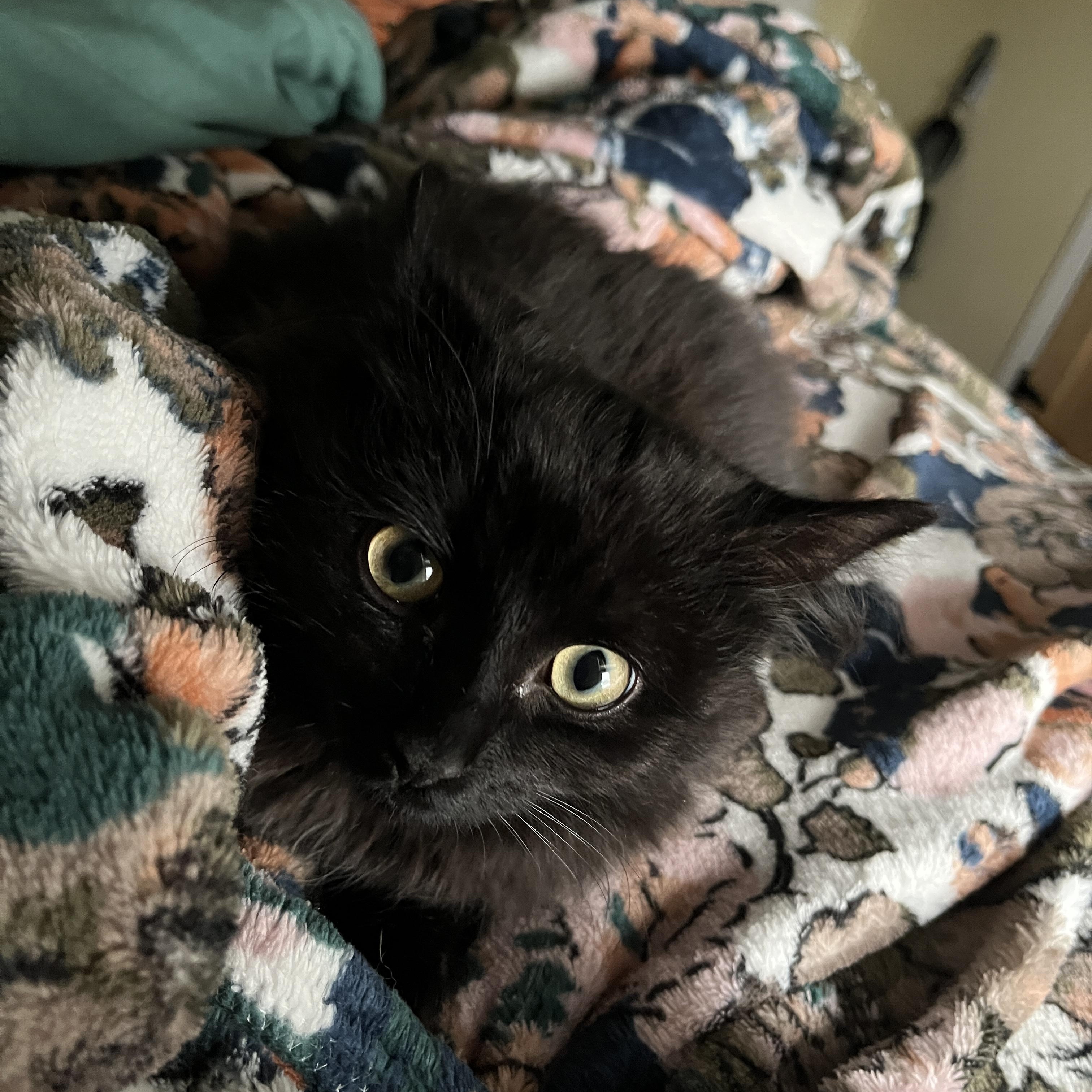 Anora, ADOPTABLE, Kitten Female Domestic Medium Hair & Domestic Long Hair.