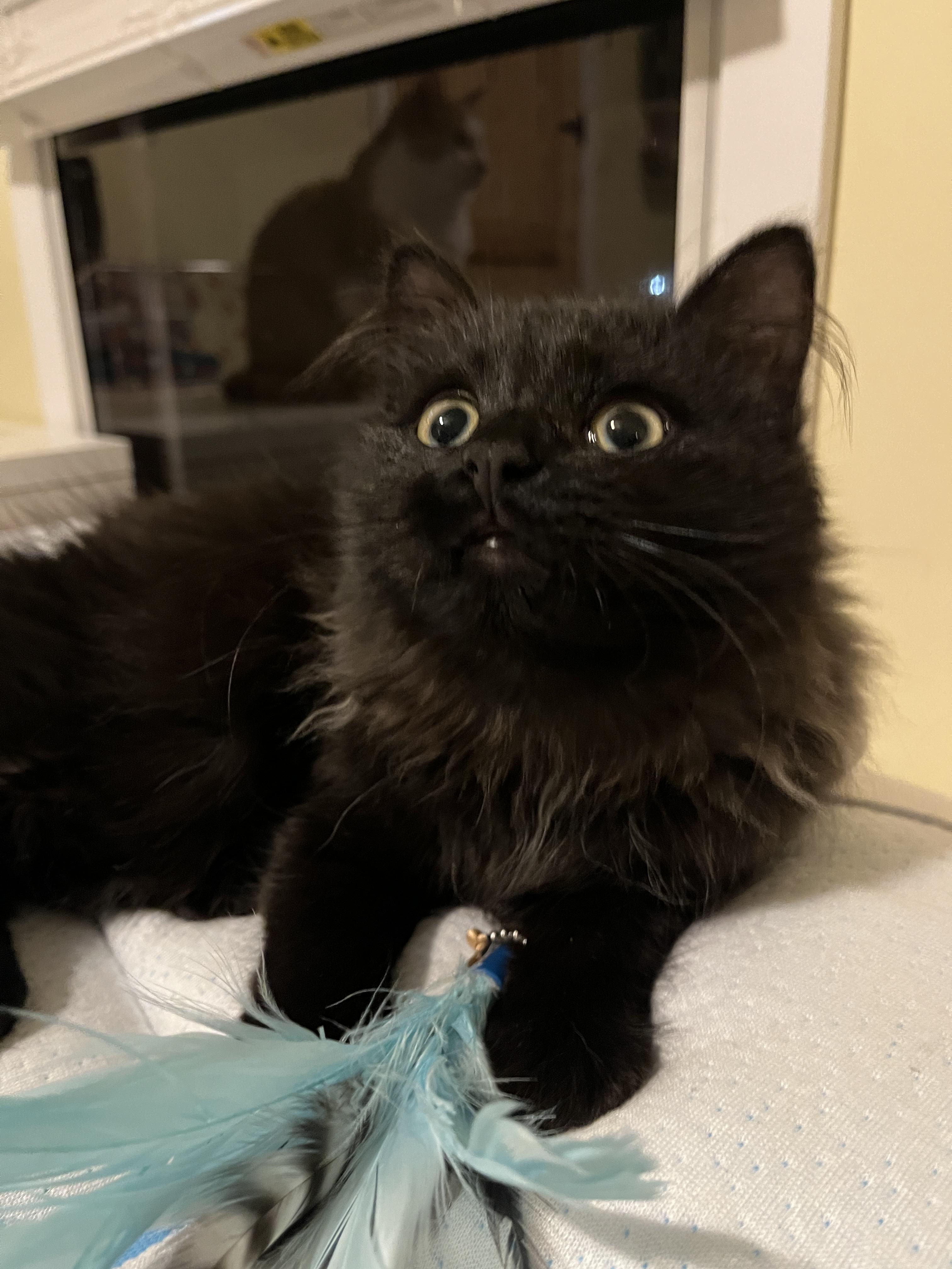 Enlarge Anora, a ADOPTABLE mixed breed in Columbus, OH image 4/6