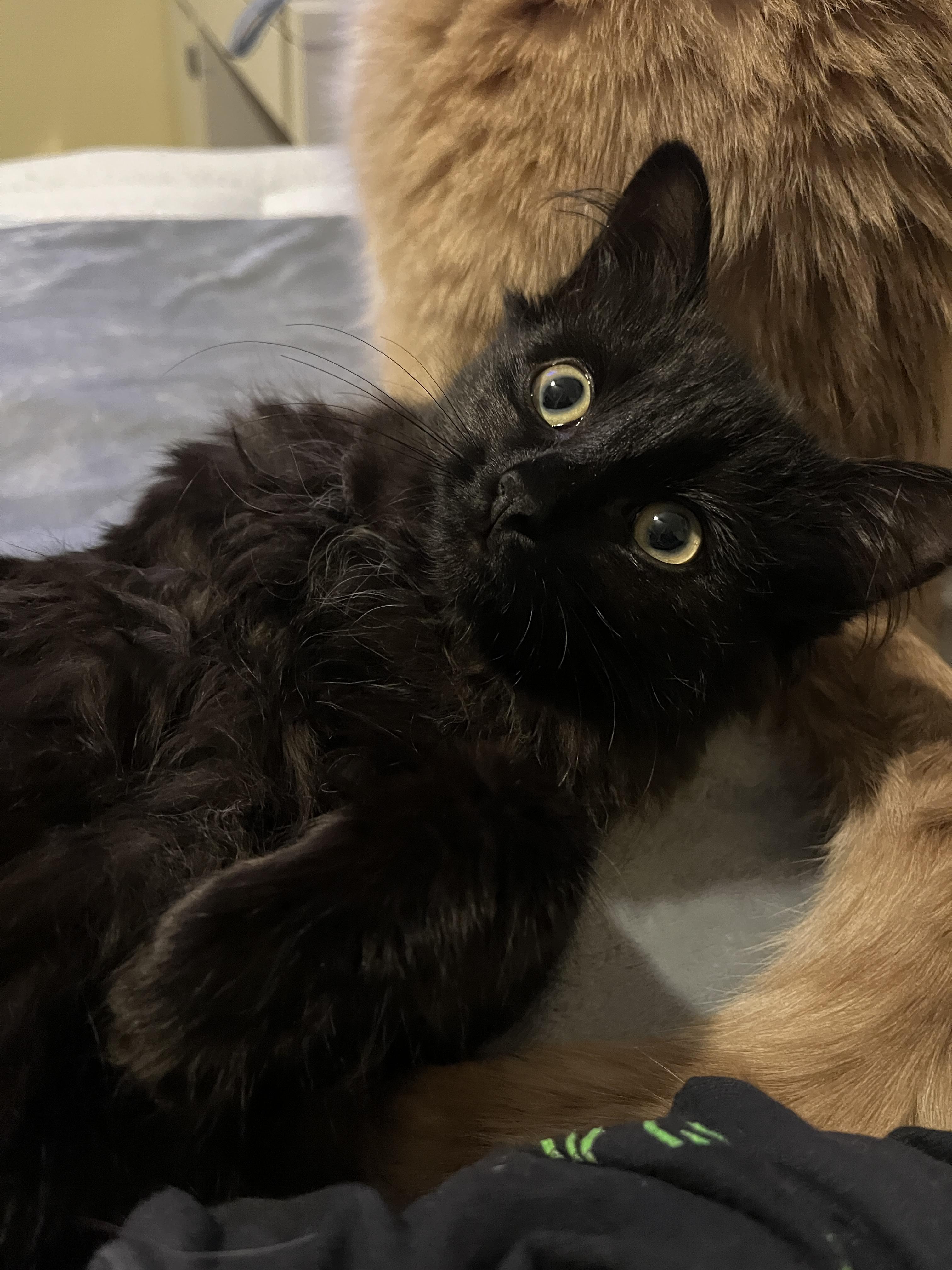 Enlarge Anora, a ADOPTABLE mixed breed in Columbus, OH image 6/6