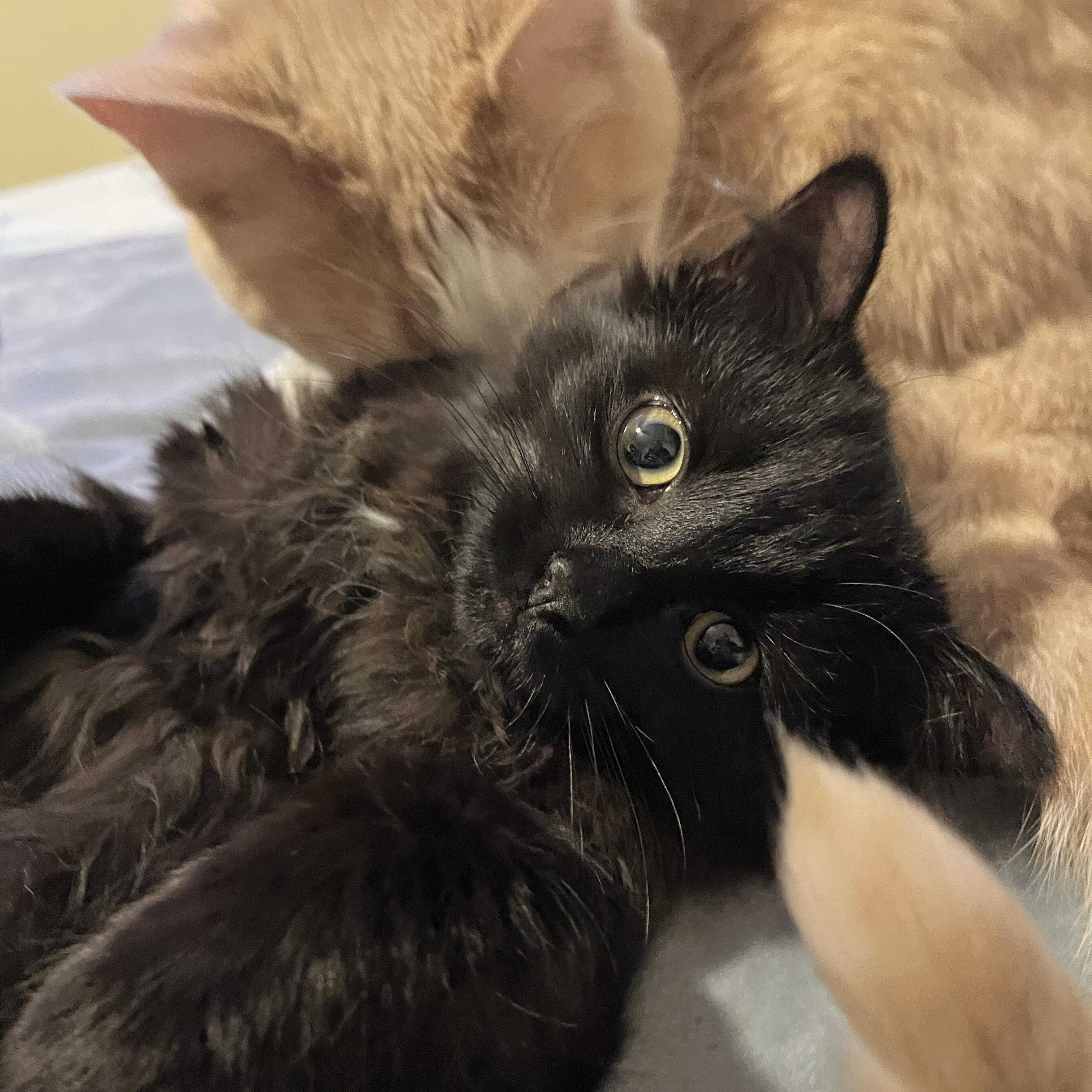 Enlarge Anora, a ADOPTABLE mixed breed in Columbus, OH image 3/6