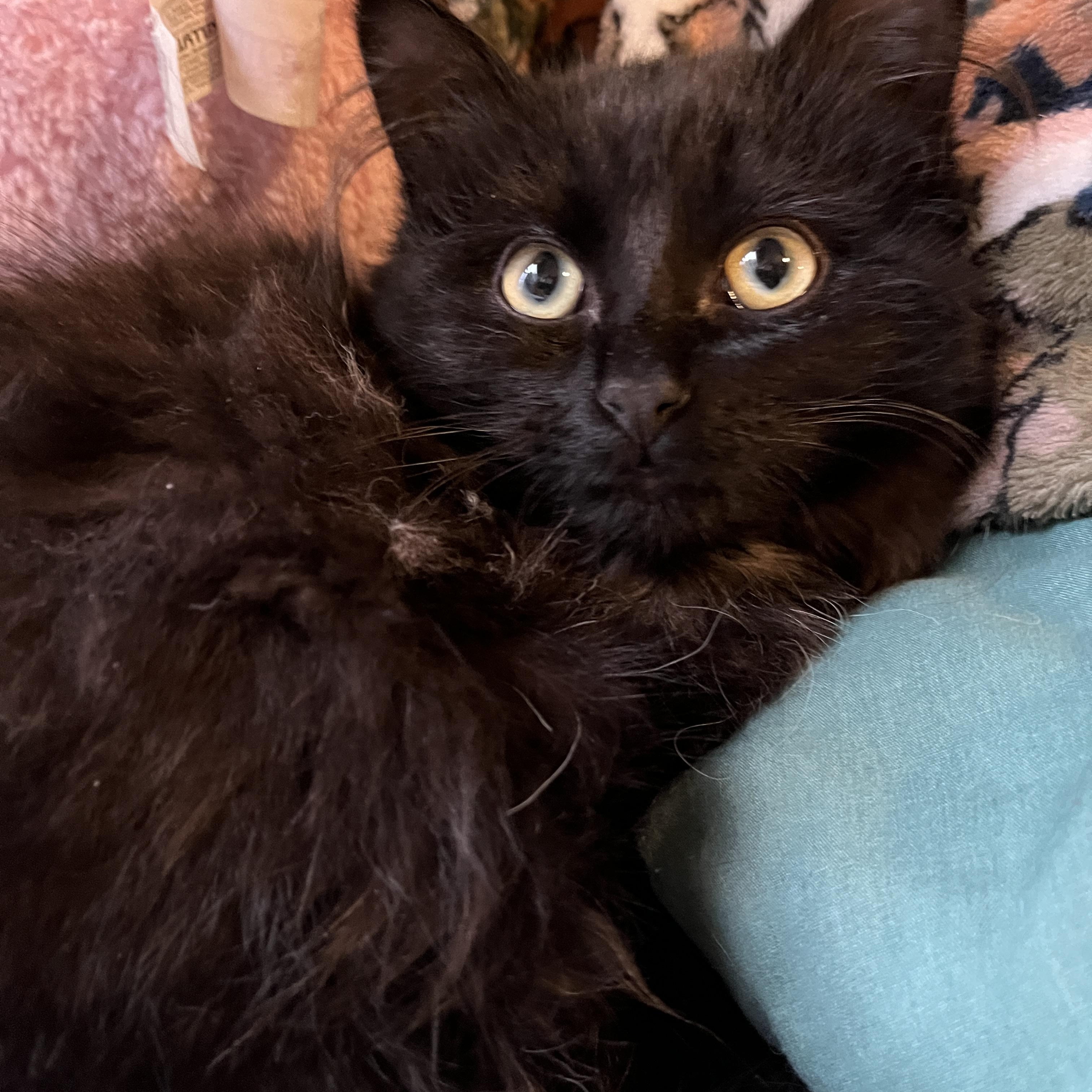 Enlarge Anora, a ADOPTABLE mixed breed in Columbus, OH image 2/6