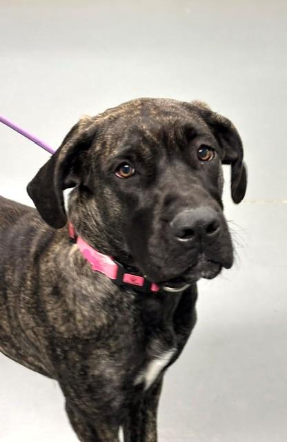 Enlarge Maxine, a Adopted mixed breed in Hawk Point, MO image 4/4