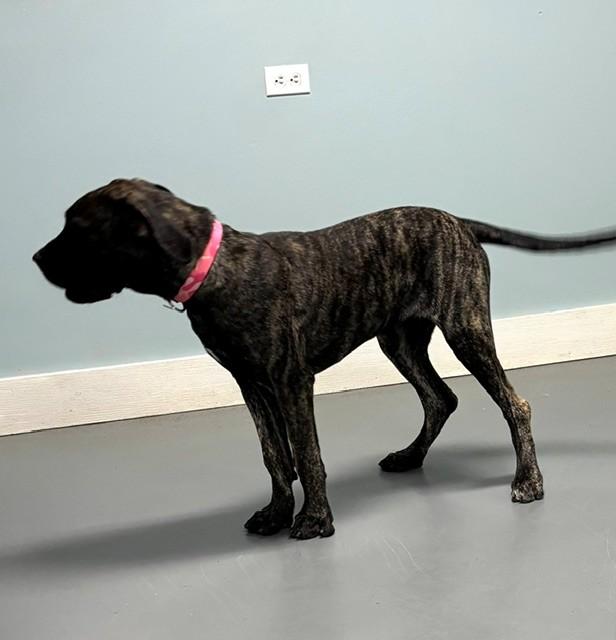 Enlarge Maxine, a Adopted mixed breed in Hawk Point, MO image 3/4