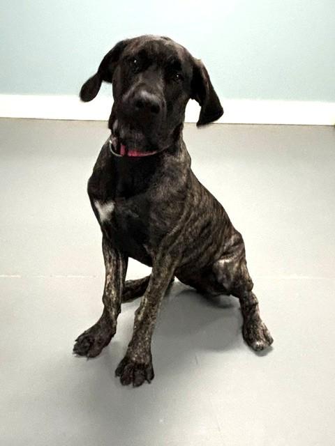 Maxine, Adopted, Puppy Female Mastiff & Mixed Breed.