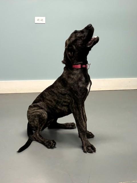 Enlarge Maxine, a Adopted mixed breed in Hawk Point, MO image 2/4
