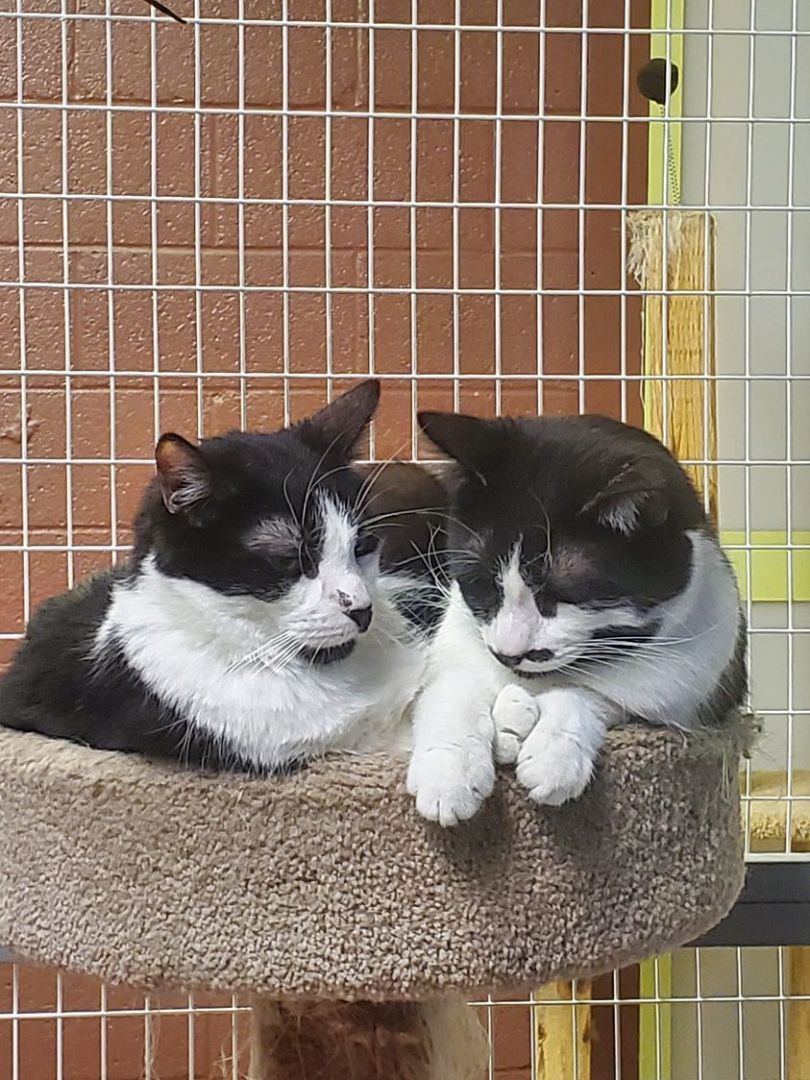 Enlarge Ranger, a Adoptable Domestic Short Hair in Monticello, IL image 1/6