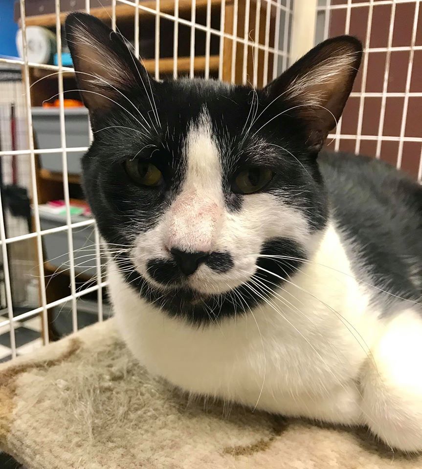 Enlarge Ranger, a Adoptable Domestic Short Hair in Monticello, IL image 2/6