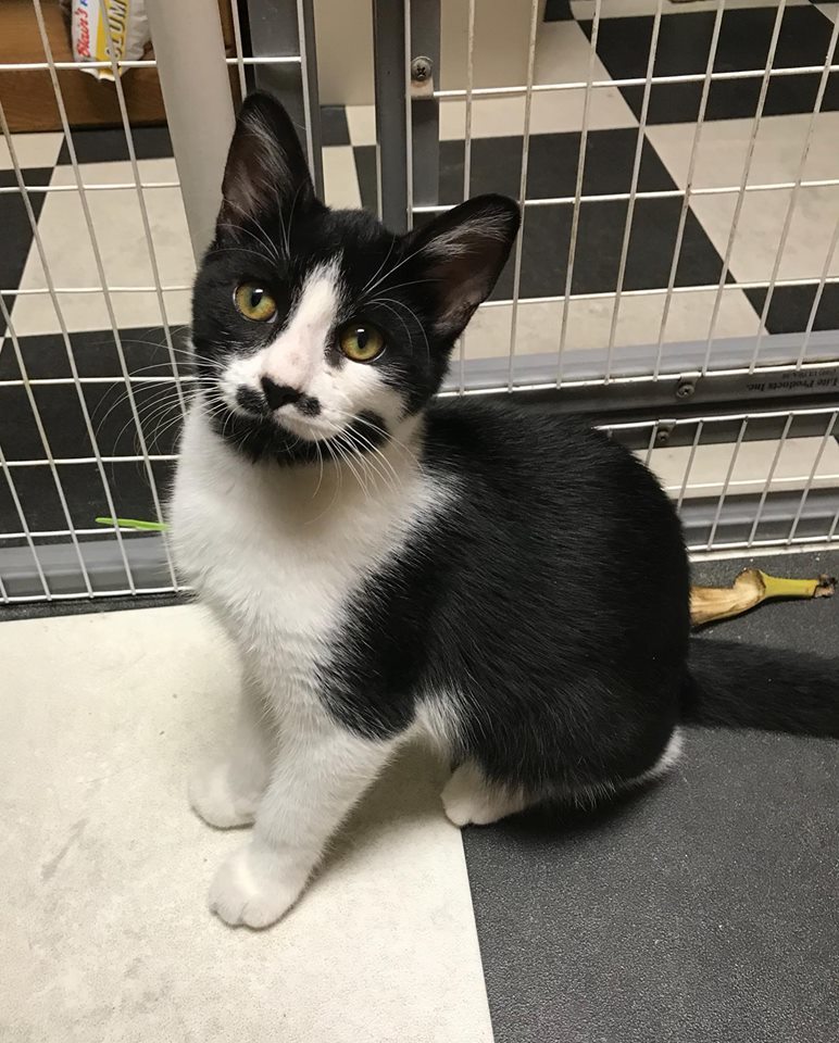 Enlarge Ranger, a Adoptable Domestic Short Hair in Monticello, IL image 4/6