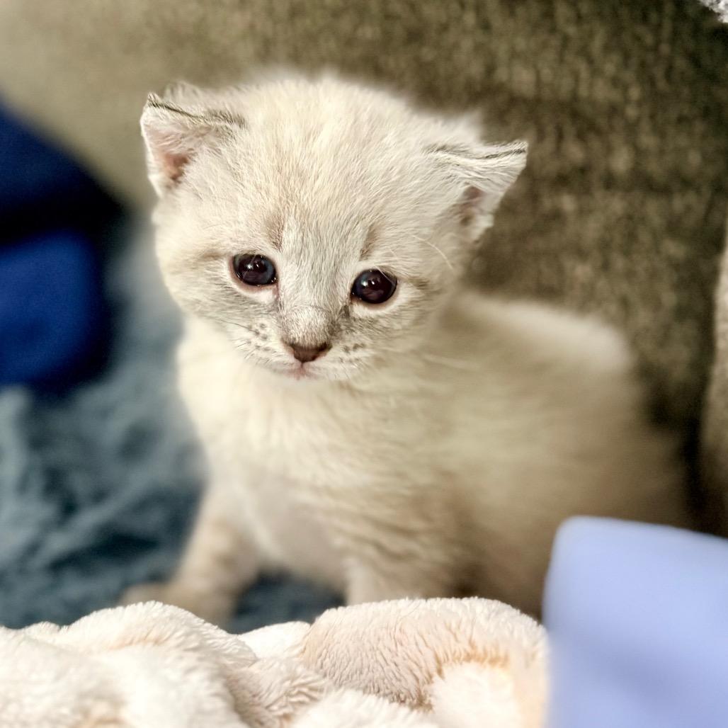 Merlin, adopted, Young Male Domestic Short Hair.
