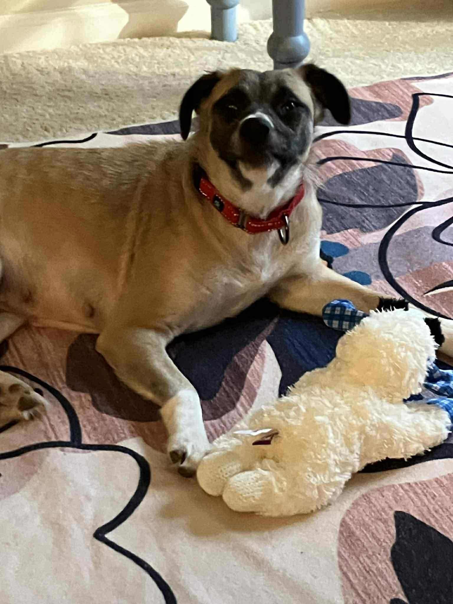 Enlarge Jenny, a Adoptable Mixed Breed in Ayden, NC image 1/4