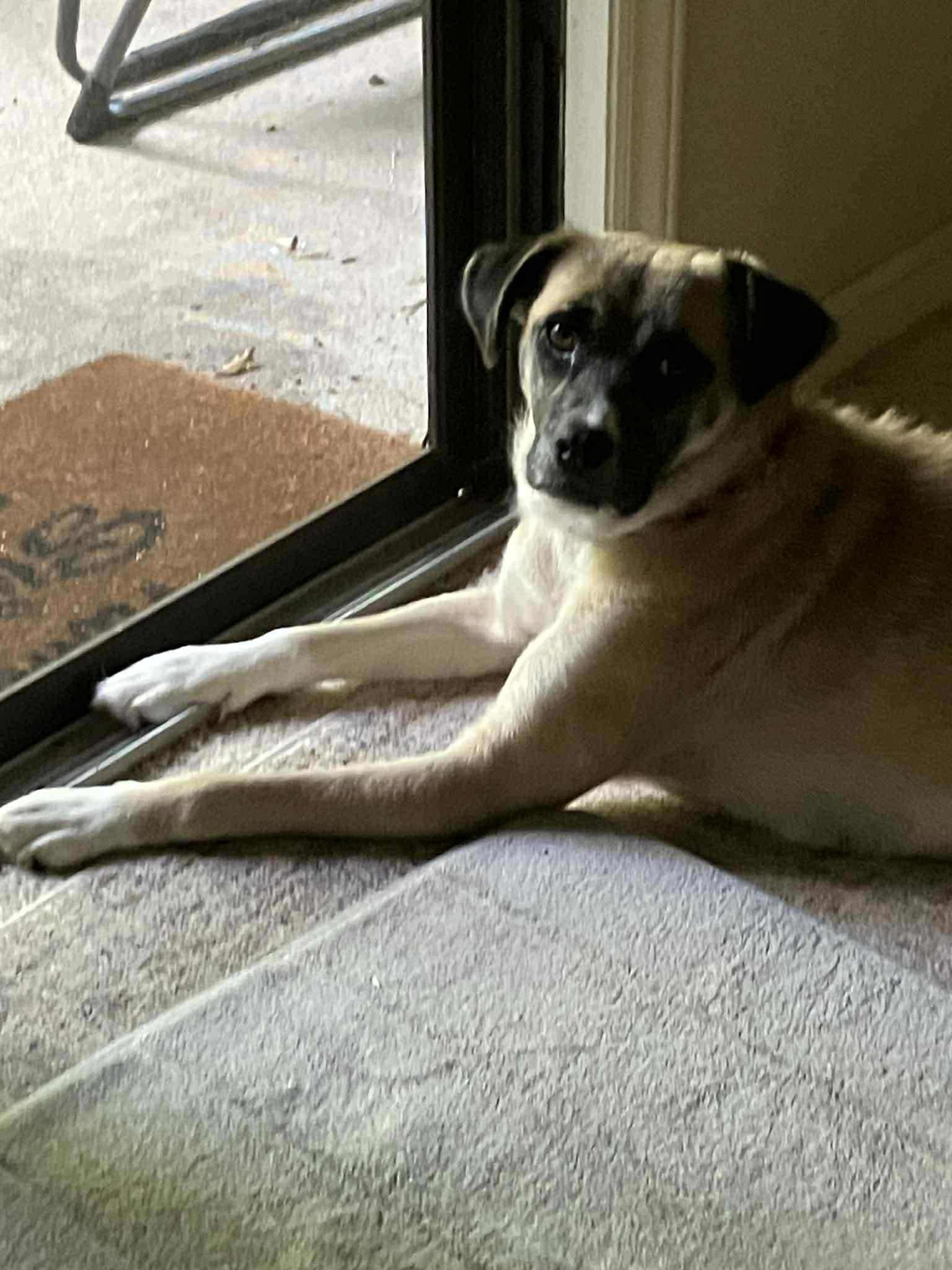 Enlarge Jenny, a Adoptable Mixed Breed in Ayden, NC image 2/4