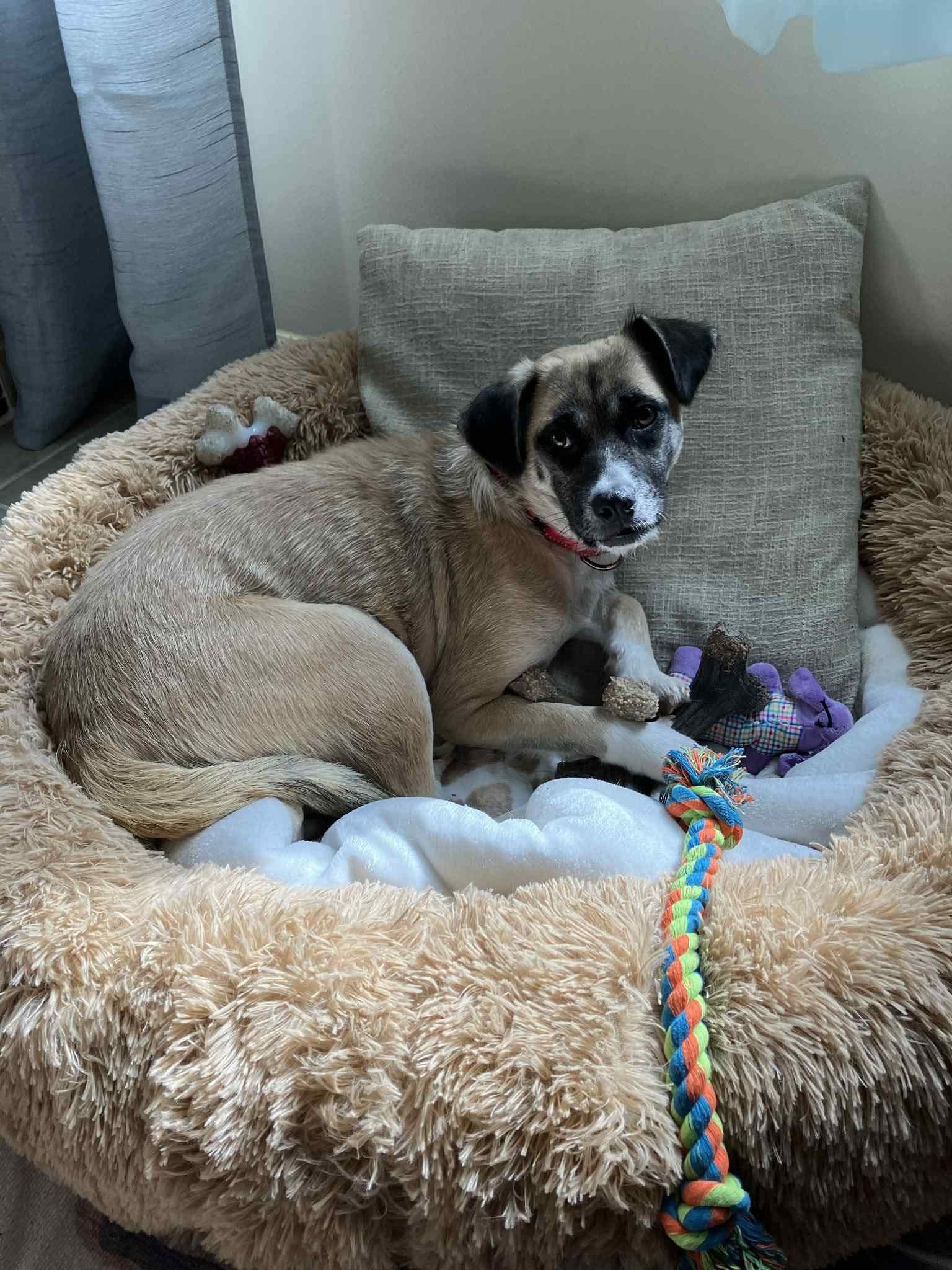Enlarge Jenny, a Adoptable Mixed Breed in Ayden, NC image 4/4