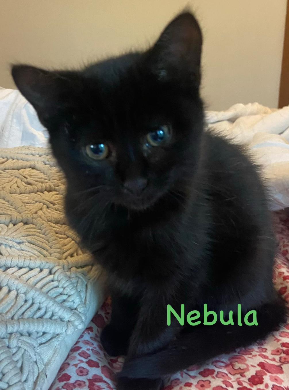 Enlarge Nebula, a ADOPTABLE Domestic Short Hair in Topsham, ME image 1/1