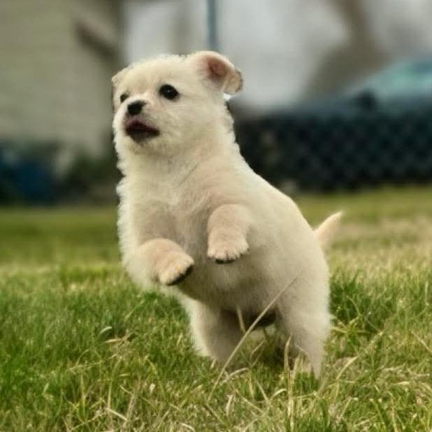 Dolly, a Adoptable mixed breed in Benton City, WA image 3/5