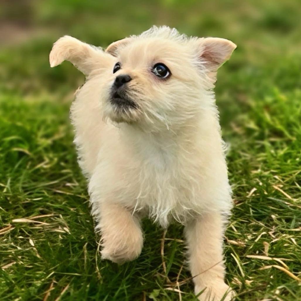Dolly, a Adoptable mixed breed in Benton City, WA image 5/5